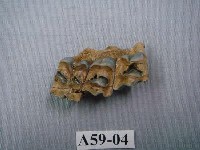 藏品(鹿上顎)的圖片
